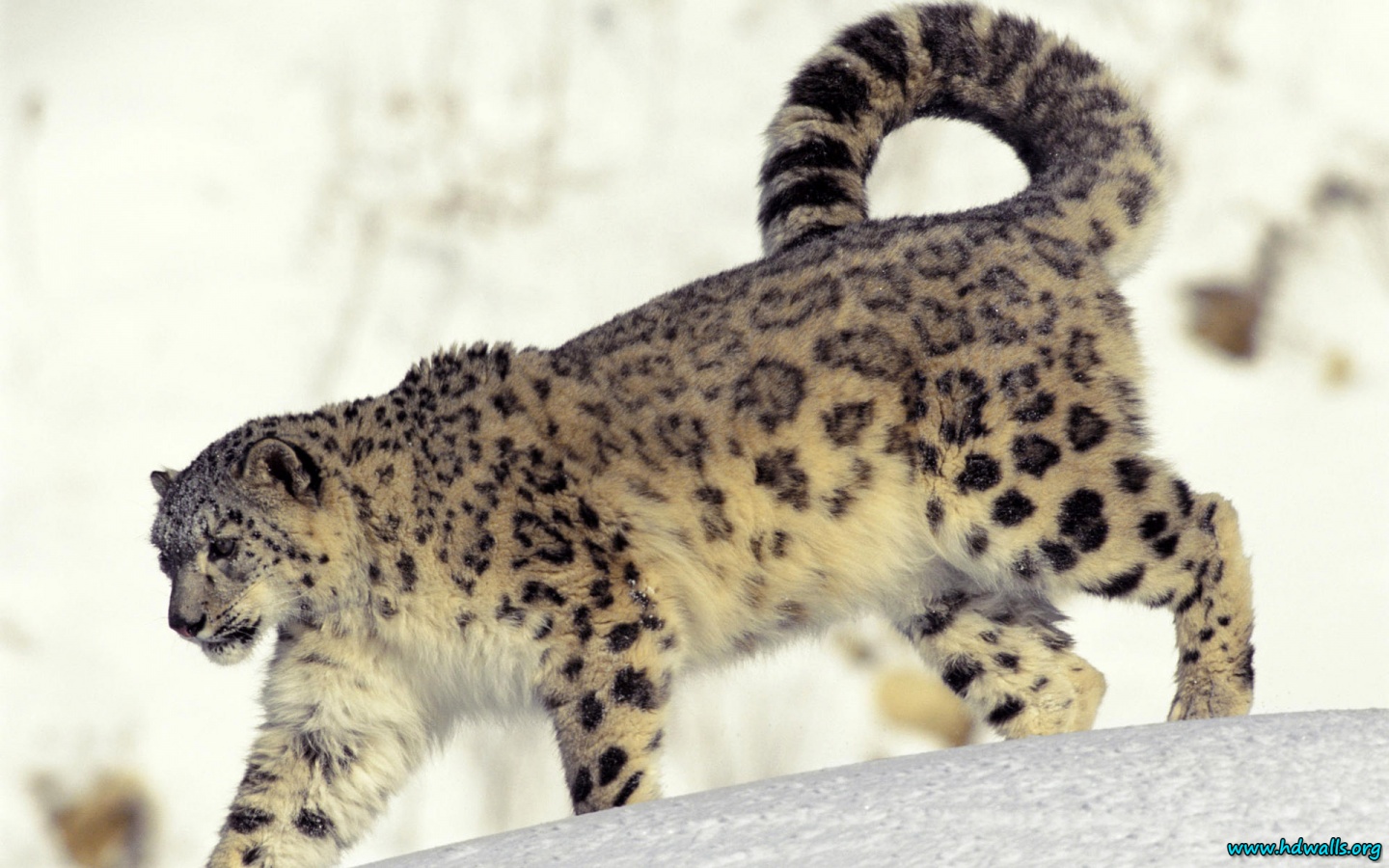 Snow Leopard HD Wallpaper Resolution