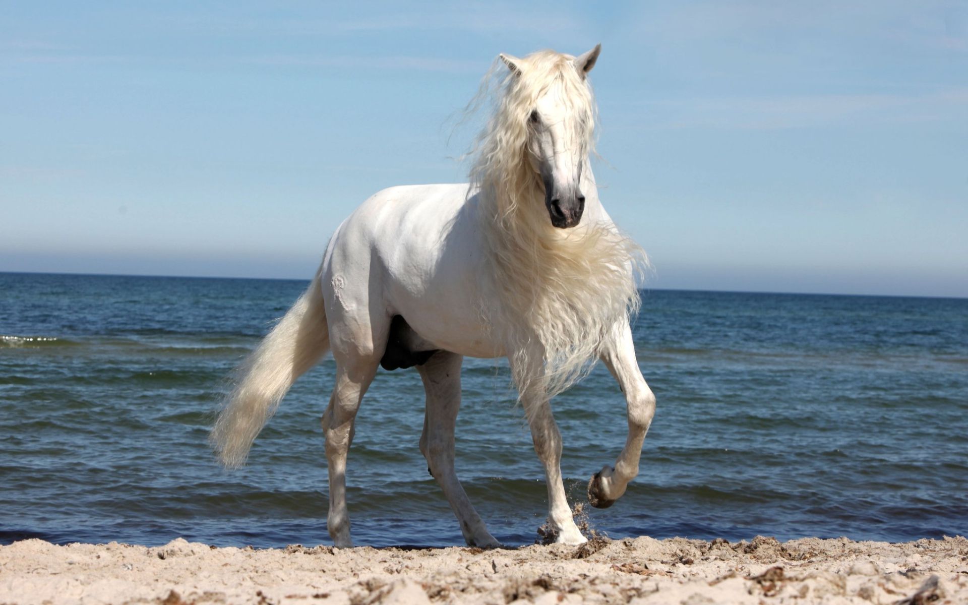 Beautiful white horse wallpaper 33711 1920x1200