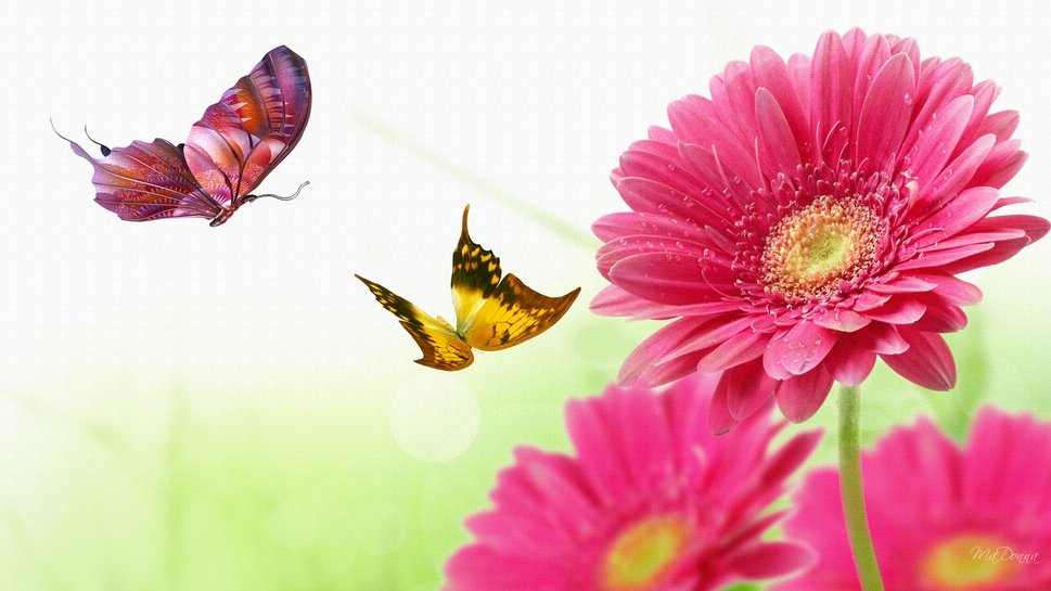 Collection Pink Gerber Daisy Background Famous Img