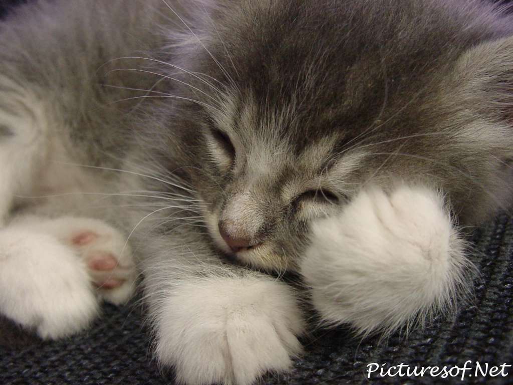 Close Up Cute Kittens Wallpaper