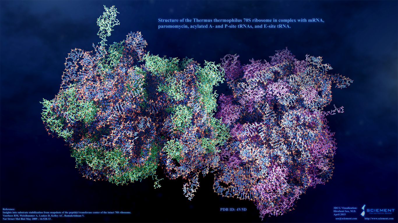 Structure of 70S Ribosome by hirofumi 3D CGSociety