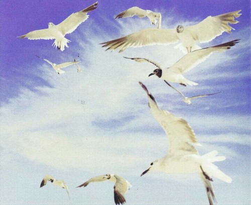 Seagull Wallpaper We Heart It Taylor Swift