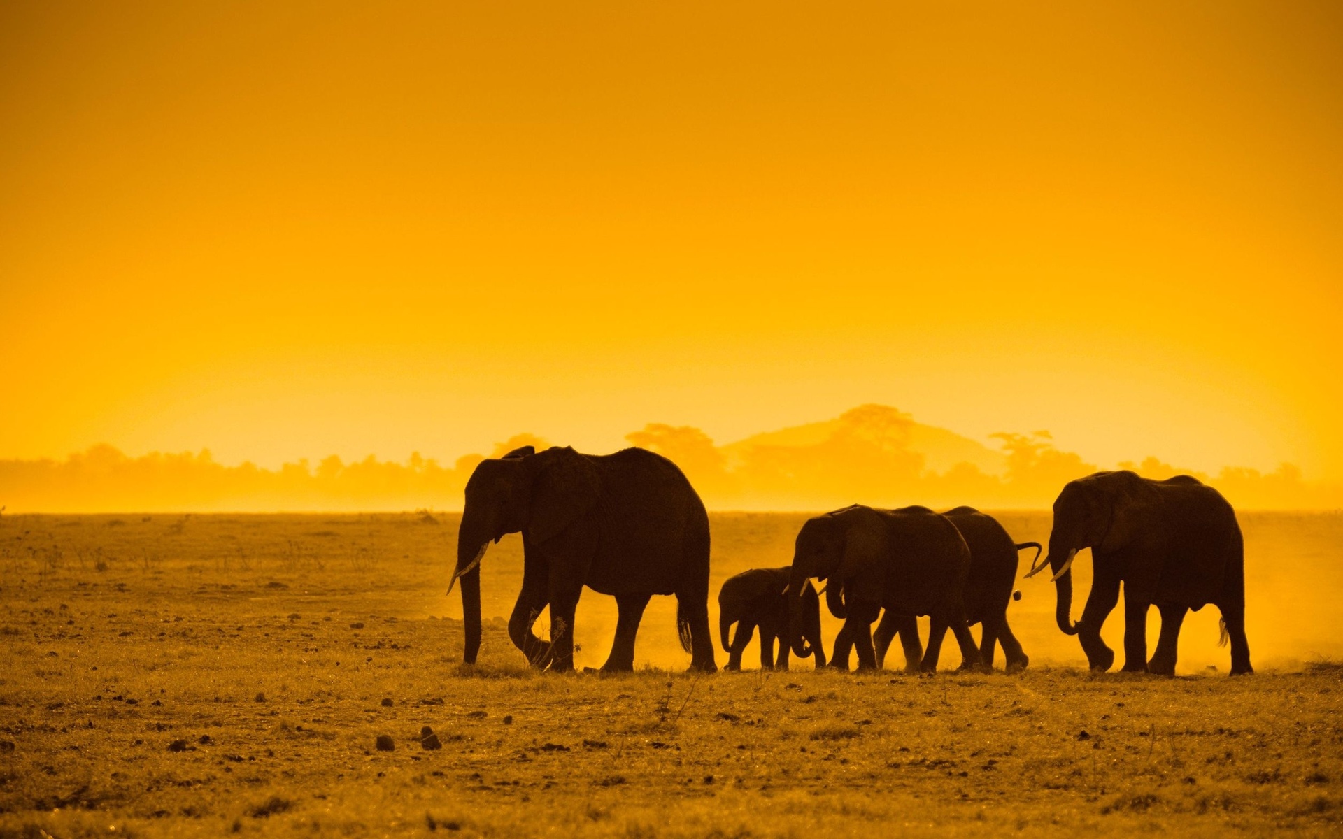 Elephant Leadership Herd Of Elephants