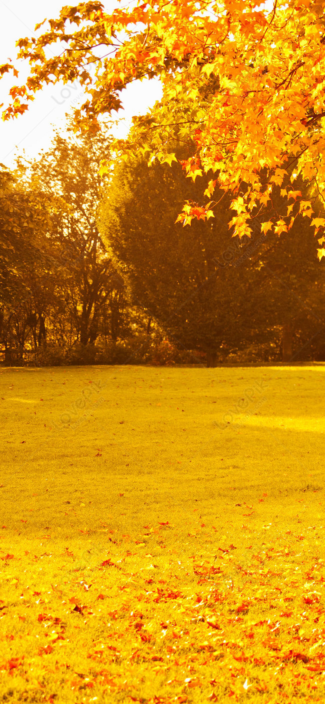 Autumn Mobile Wallpaper Image And Picture
