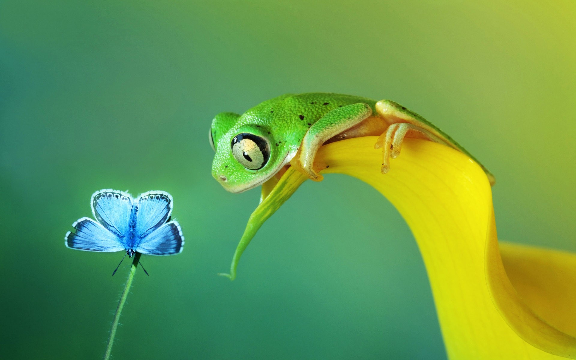 Animals Frog Macro Wallpaper HD Desktop And Mobile Background