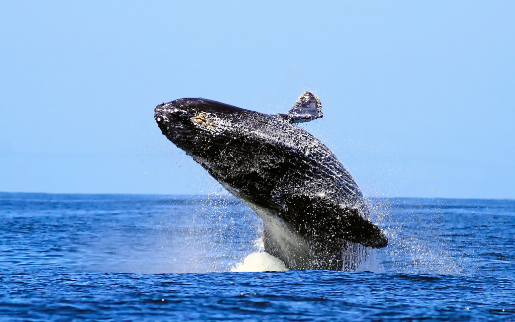 Whale HD Wallpaper Desktop Image