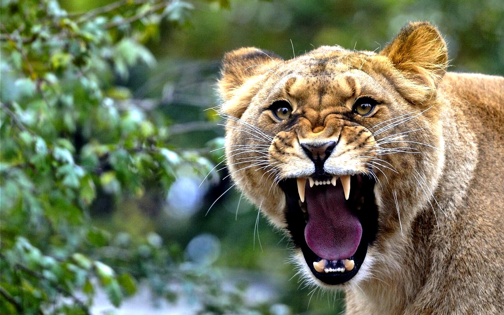Lioness Wallpaper Roar HD Desktop 4k