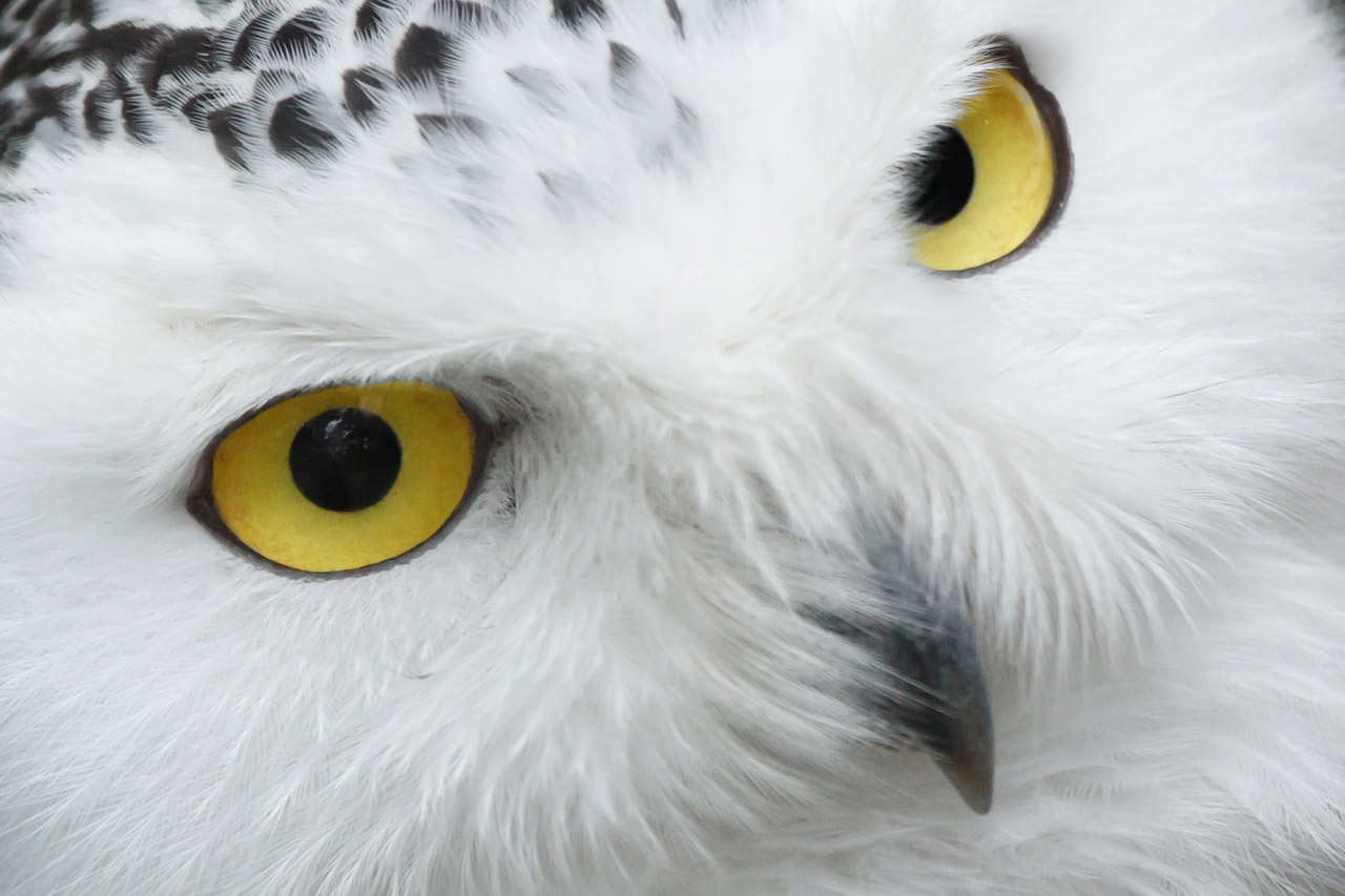 Snowy Owl Eyes Desktop Wallpaper HD Owls Owl Snowy Owl Snowy Owl