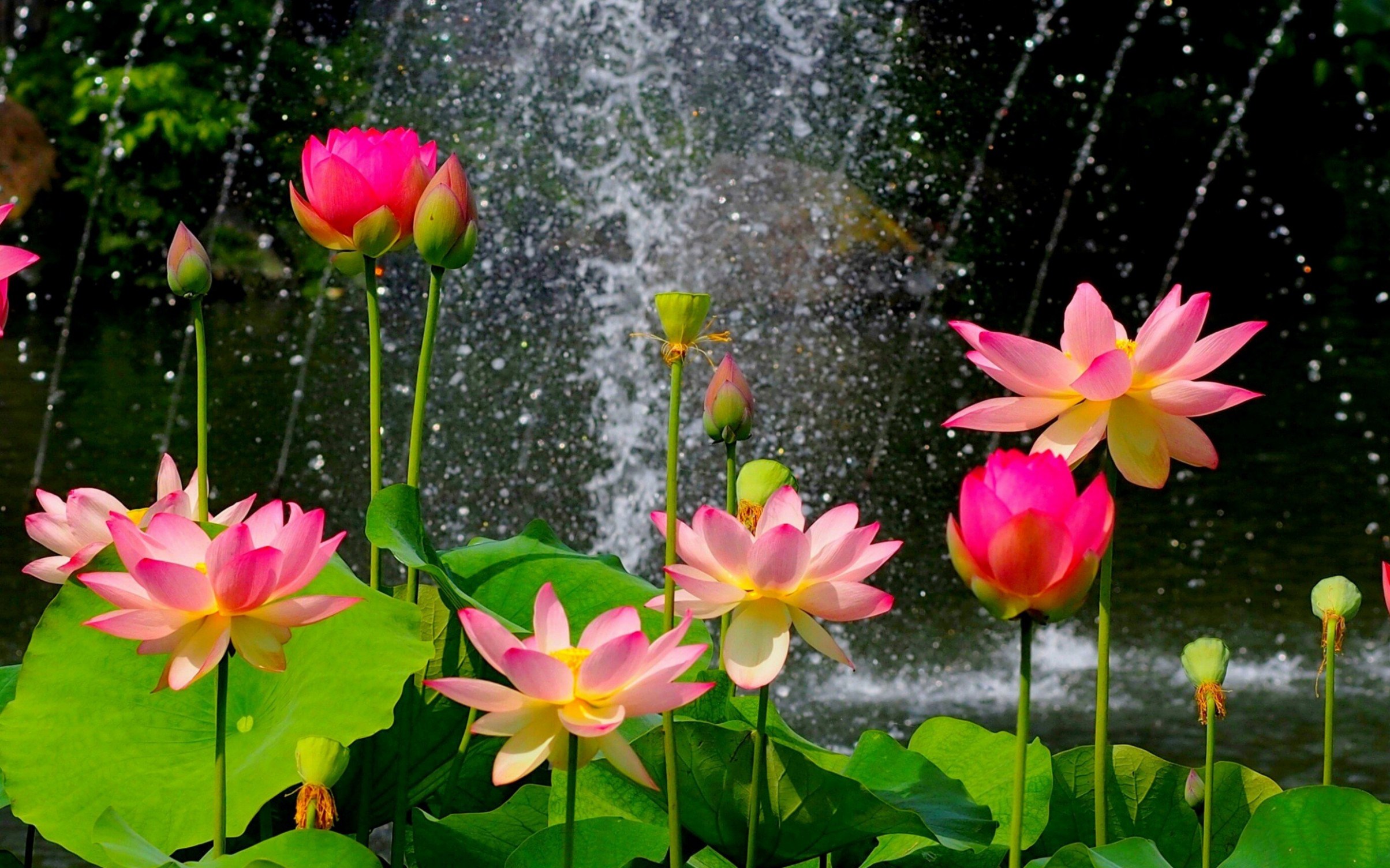 HD Wallpaper Nature Flowers Group Hindu Lotus Flower