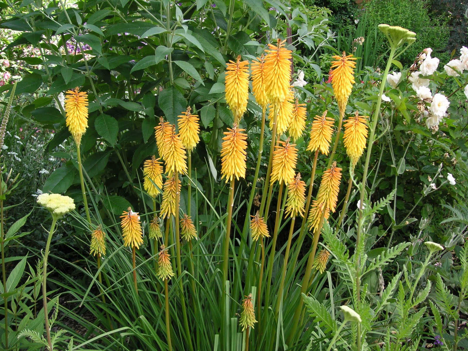 Buy red hot poker Kniphofia Royal Standard Delivery by Crocuscouk