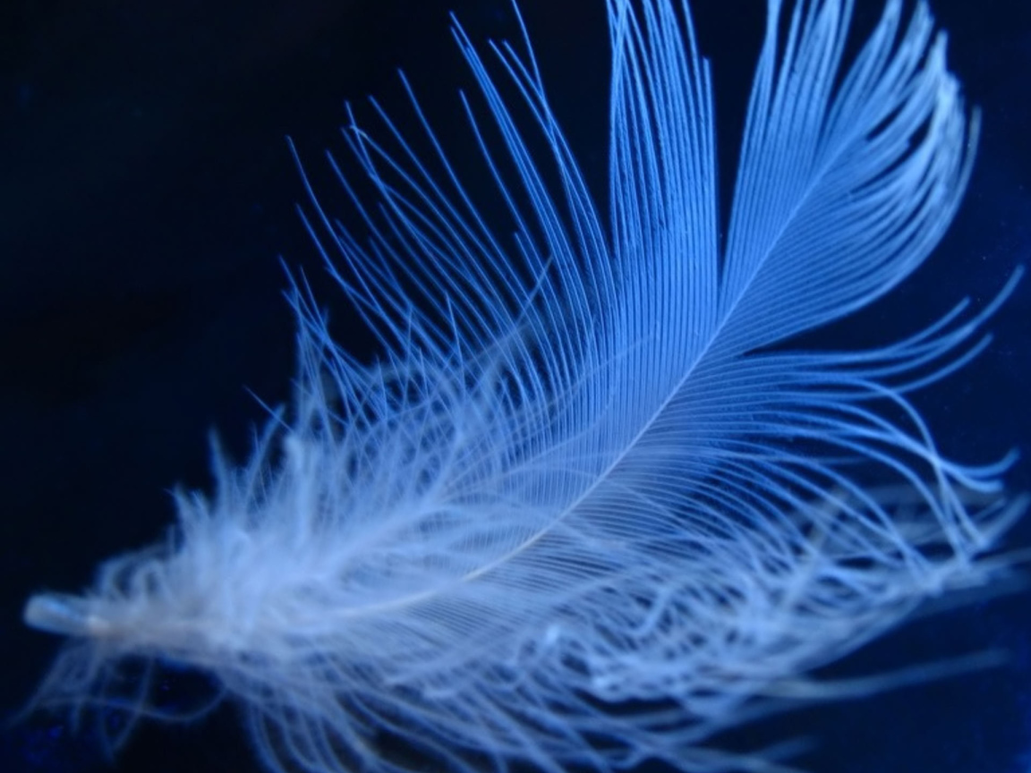 Fluffy Neon Feather Desktop Wallpaper