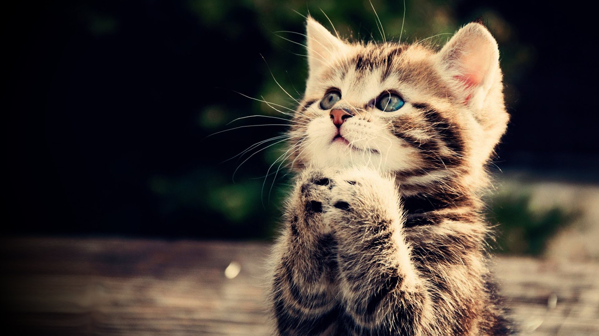 Praying kitten Full HD wallpaper cute animal picture 1080p download 1920x1080
