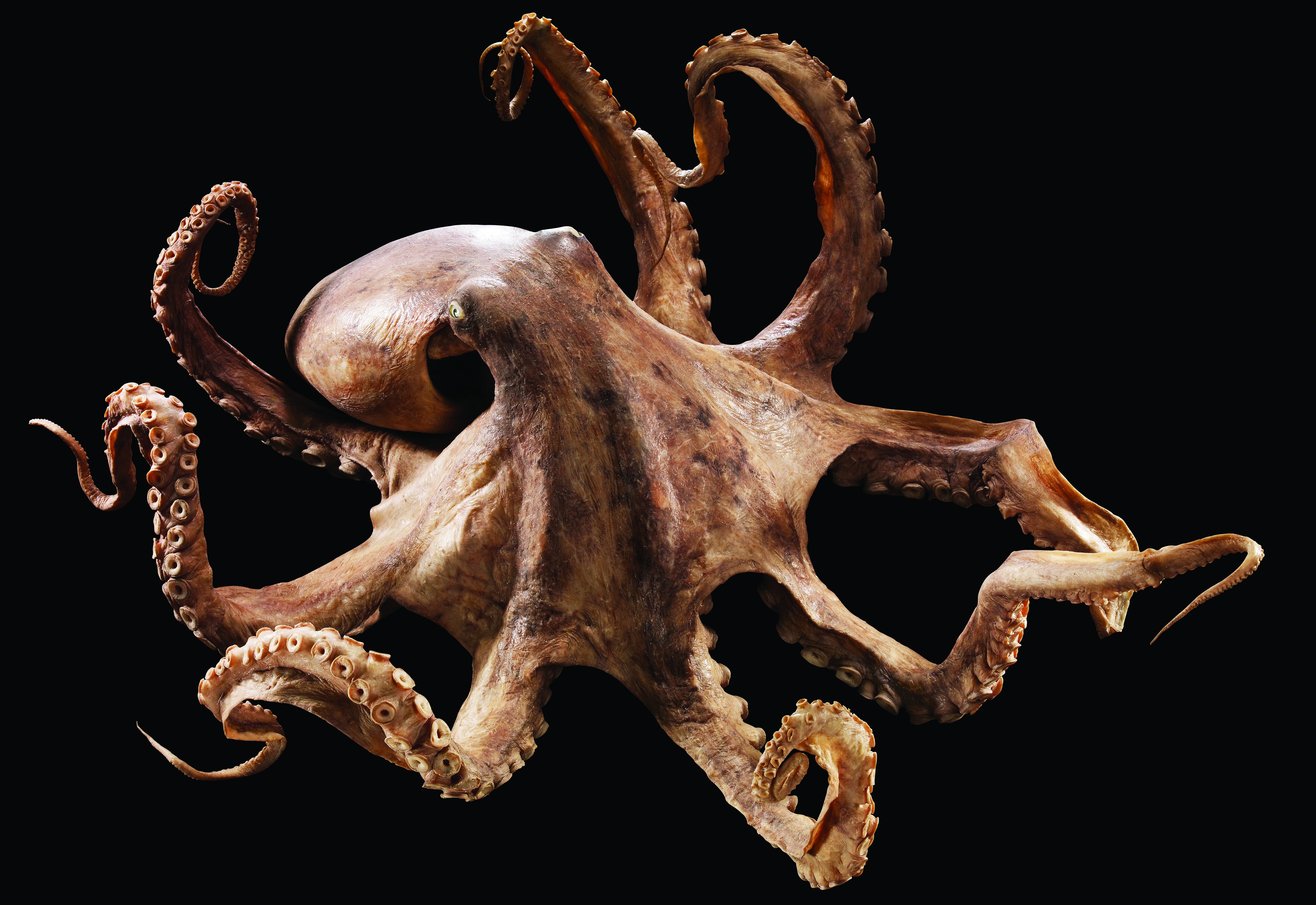 Octopus Background