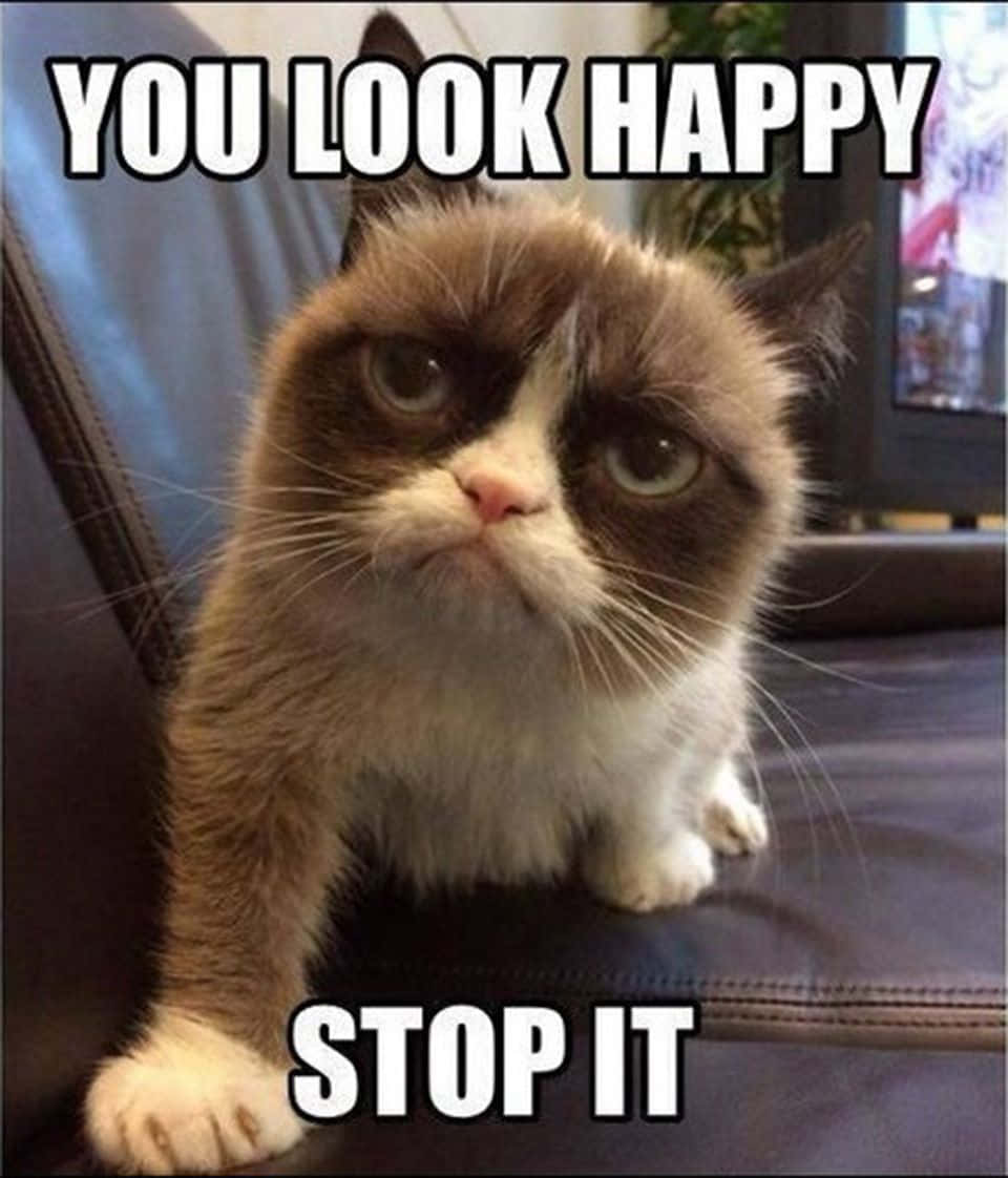 Cat Meme Picture Wallpaper
