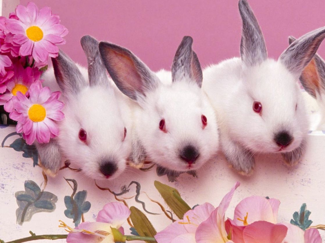 Cute Baby Bunnies Wallpaper Pictures