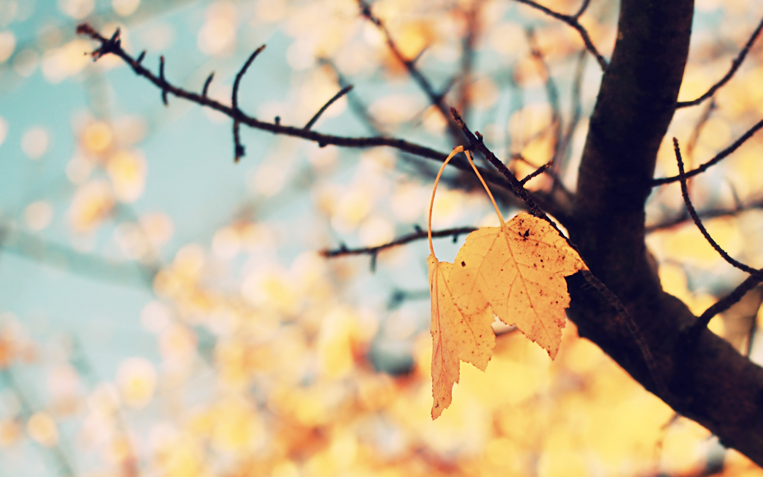 Download Cute Fall Background