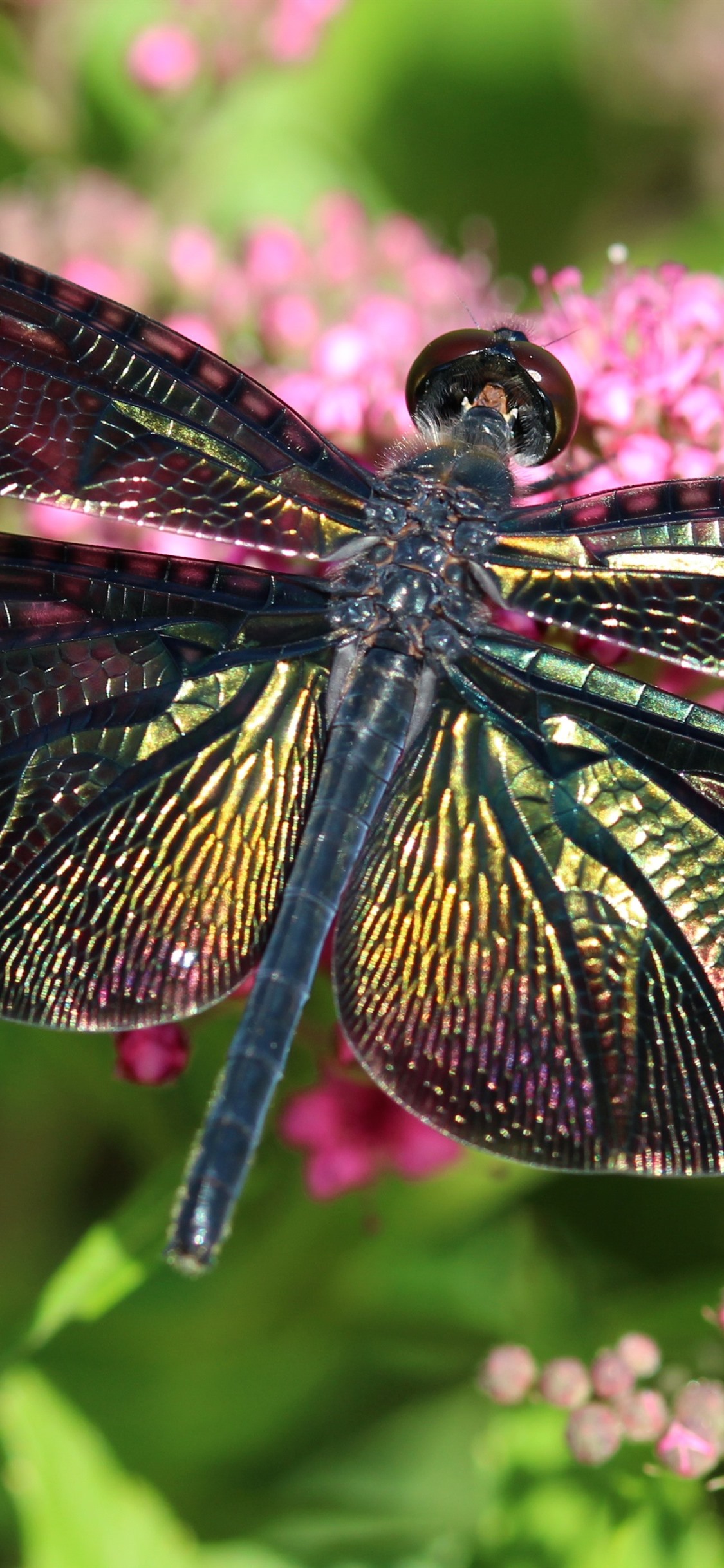 Dragonfly Pink Flowers Insect iPhone Pro Xs X
