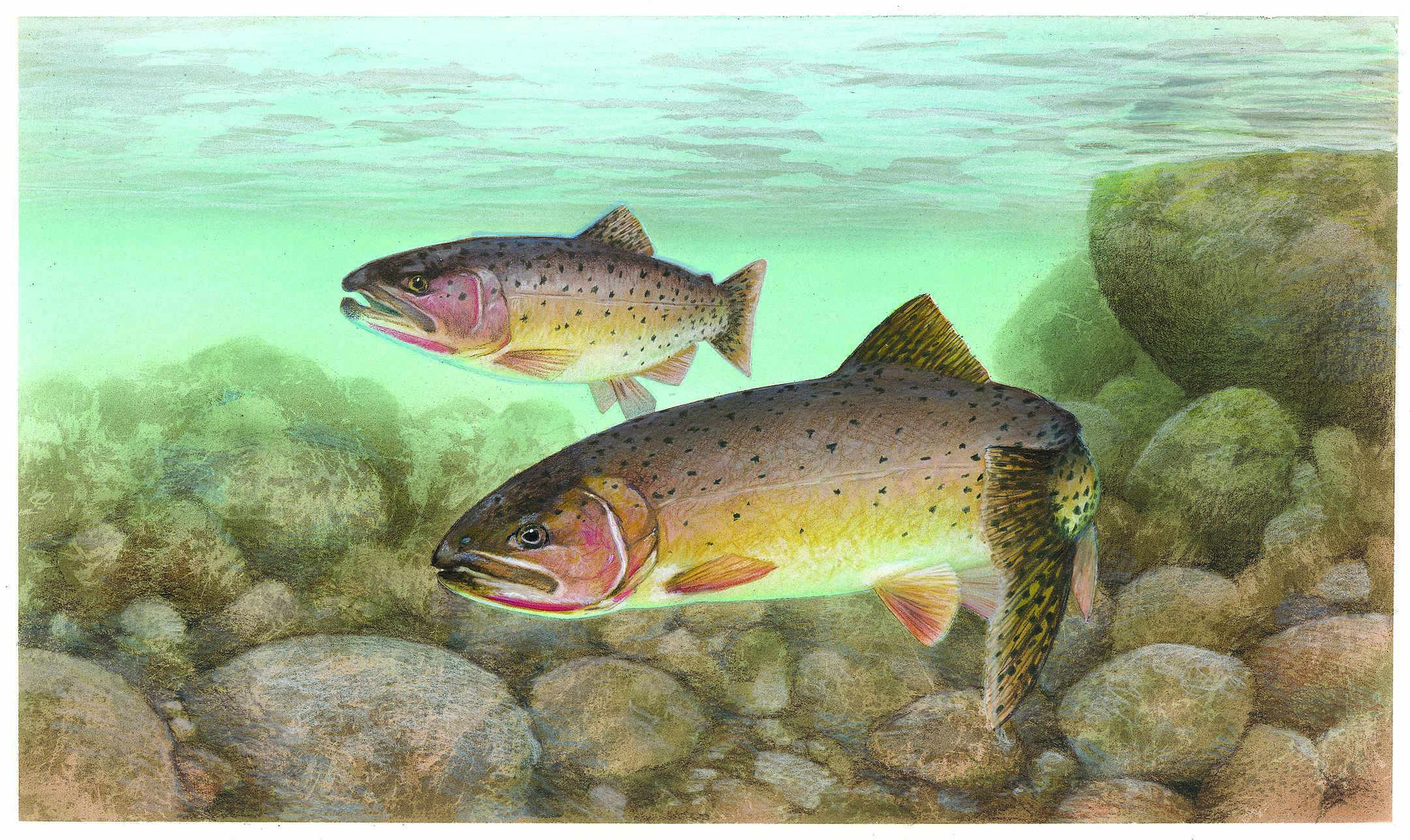 Cutthroat Trout Photos And Wallpaper Nice Pictures