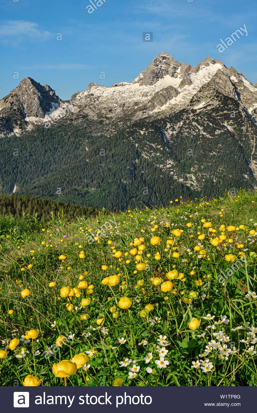 Alpine Meadow With Globeflowers Birnhorn In Leogang Mountains