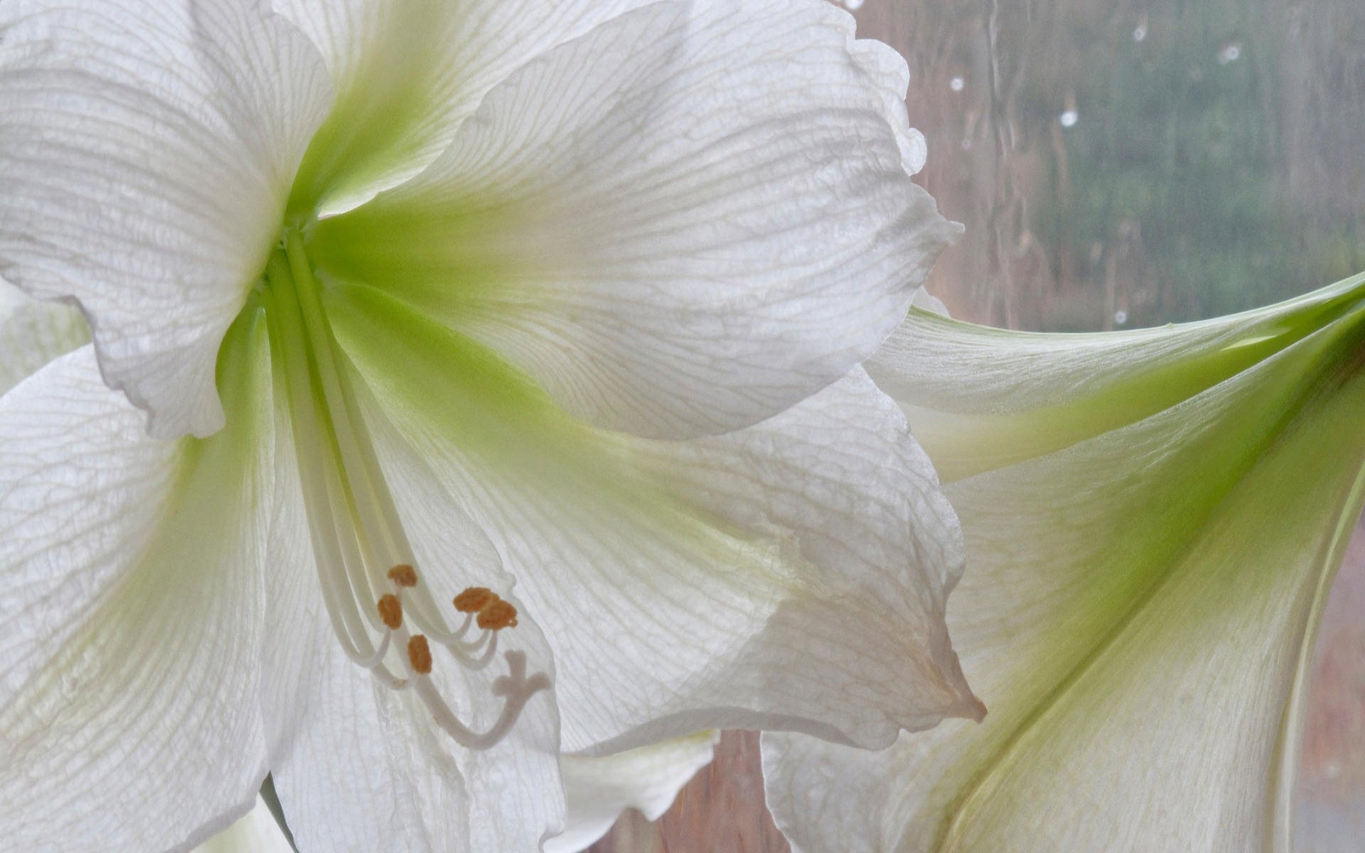 White Flower Wallpaper