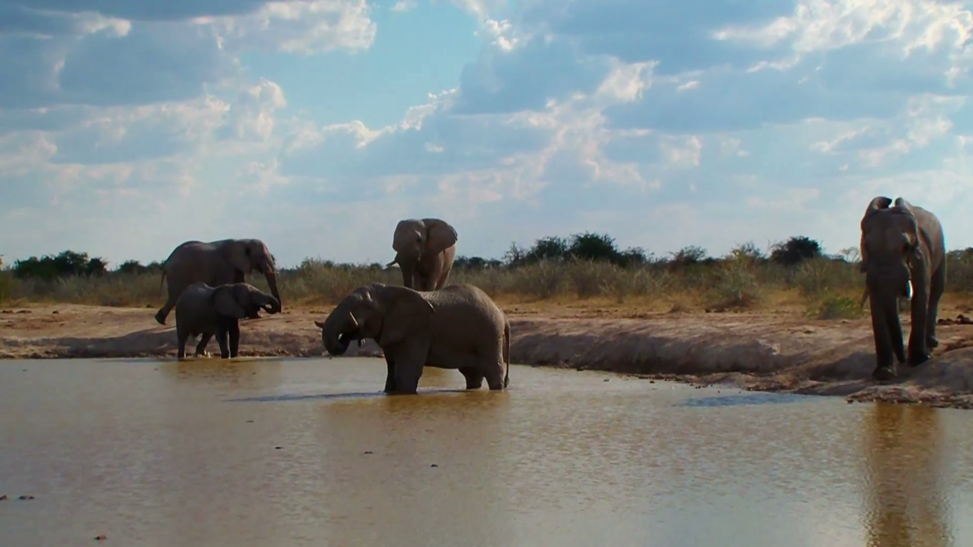 Elephant Family Entering Pool And Bathing Nxai Pan National Park
