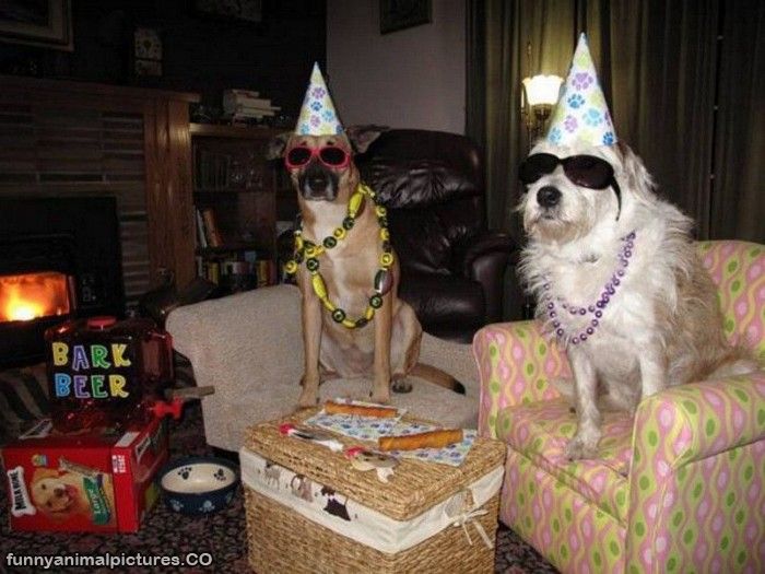 Animal BirtHDay Pictures Funny