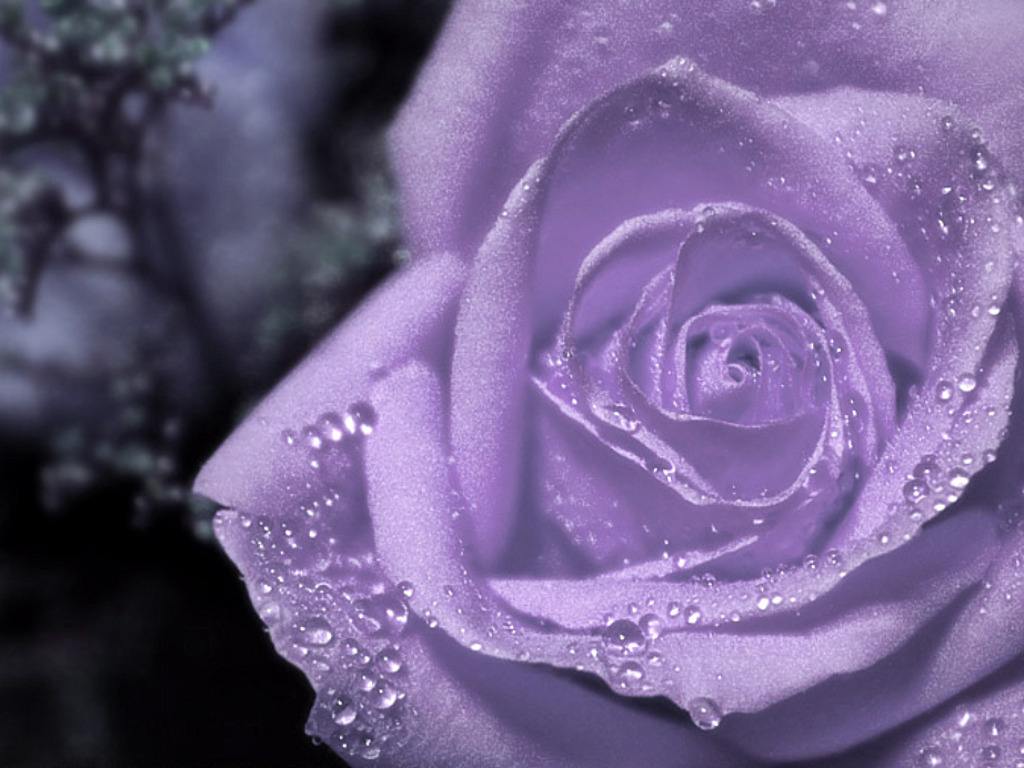 Dewdrops on purple rose flower wallpaper