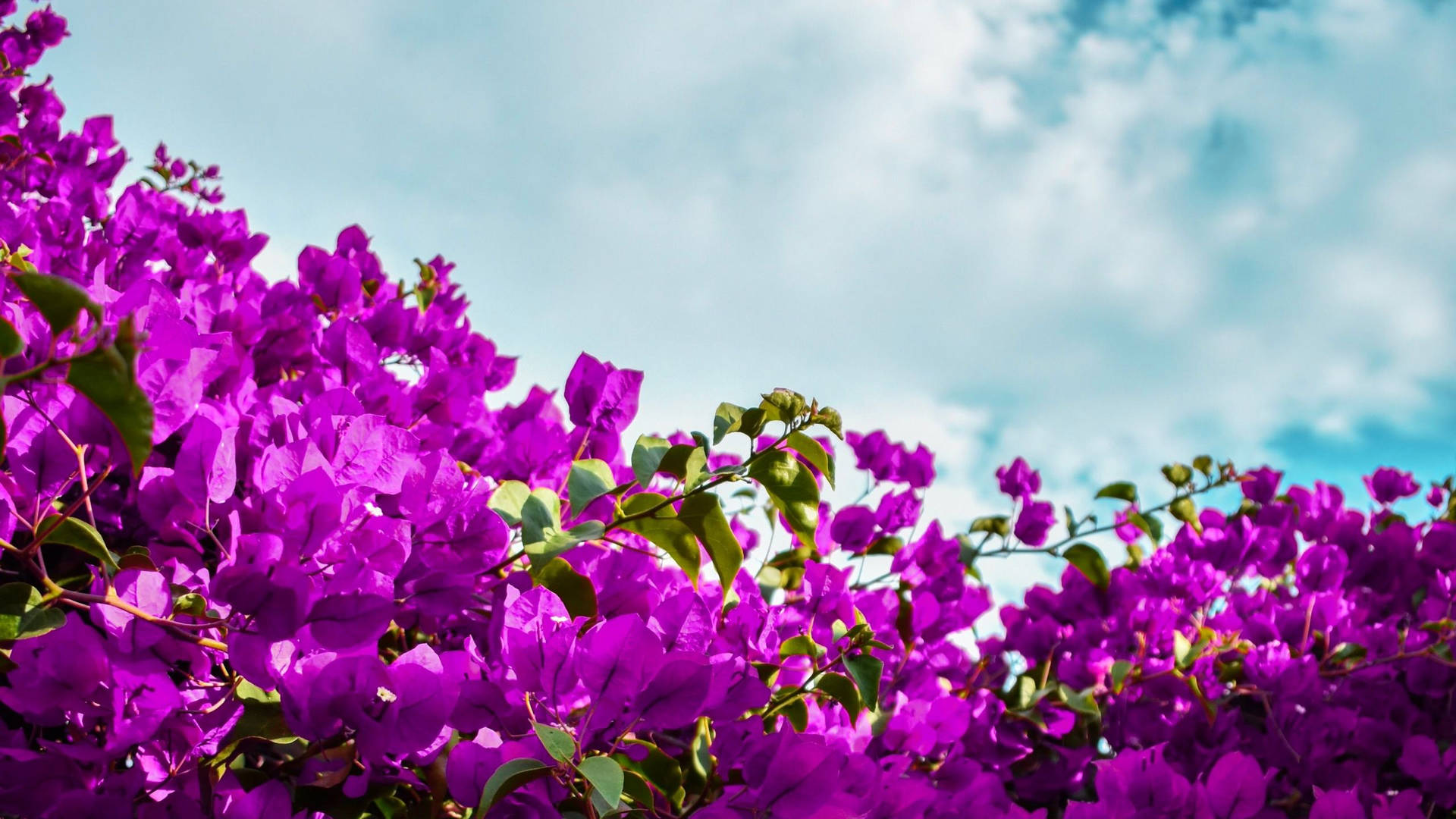 Violet Aesthetic Wallpaper