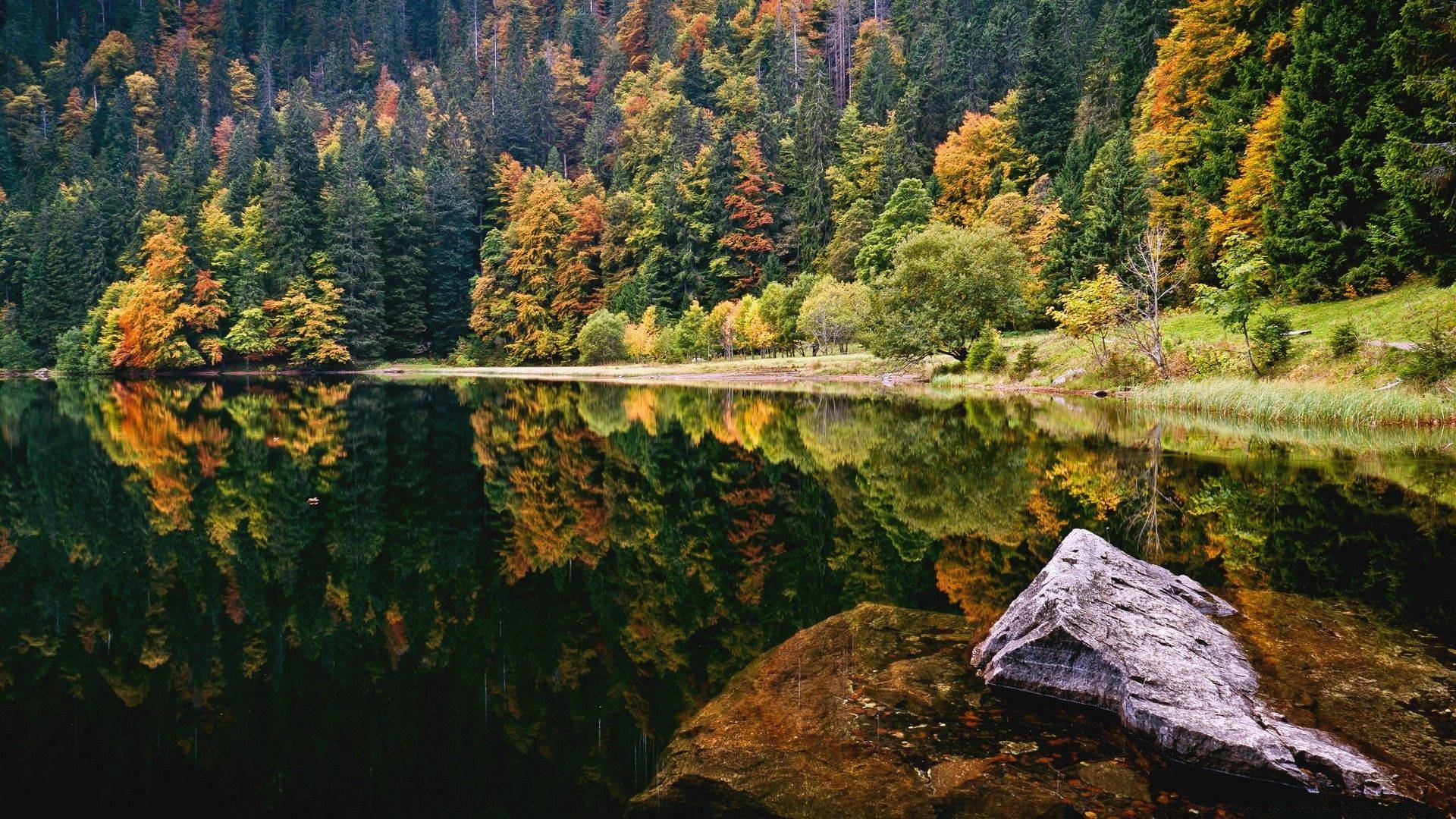 Enchanting Lake Amidst Verdant Forest Wallpaper