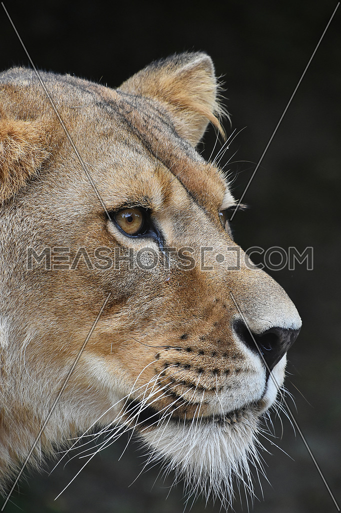 Close Up Portrait Of Female African Lioness Meashots