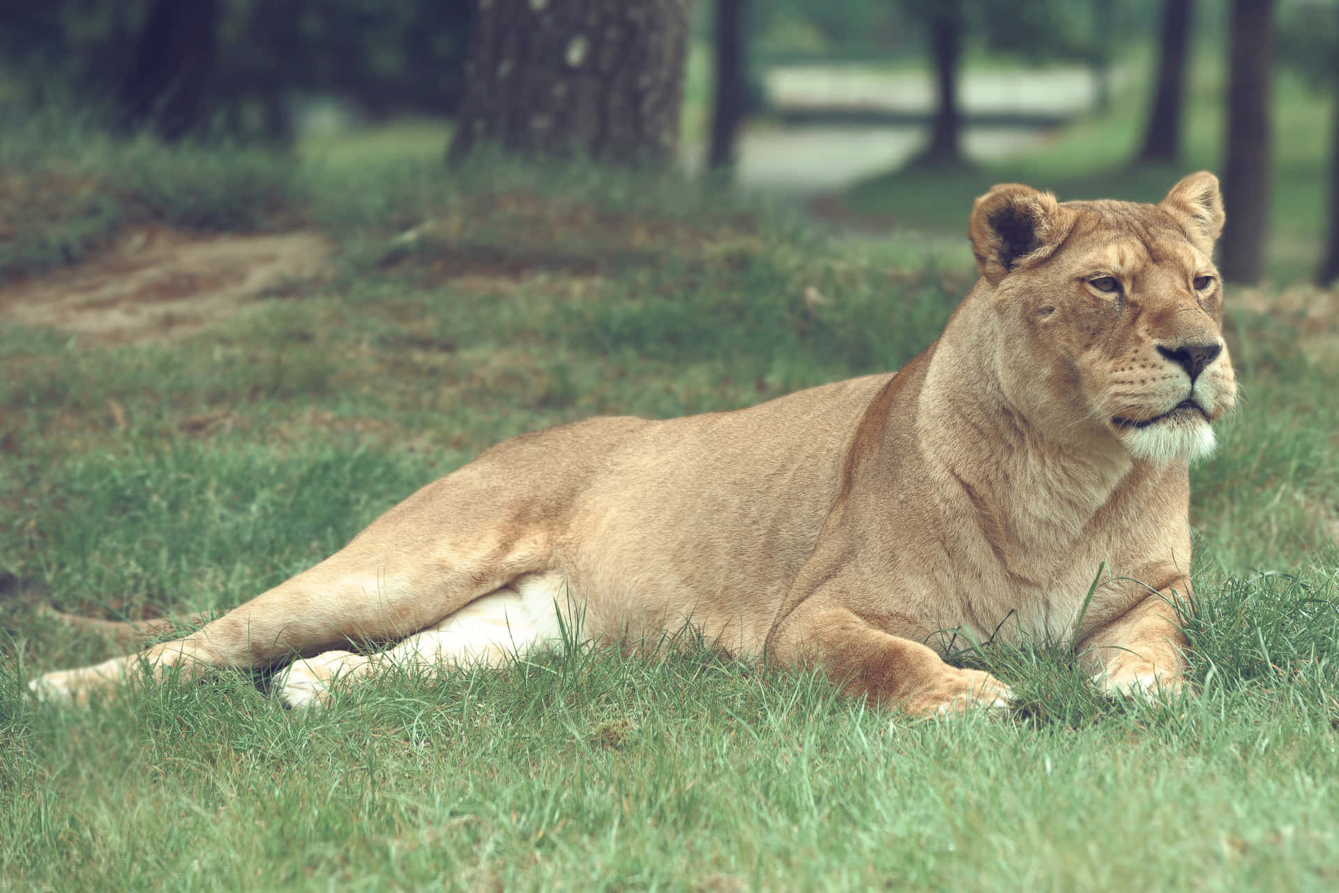 Lioness Observing While Lying Ccuvktqeshuu2edm Wallpaper