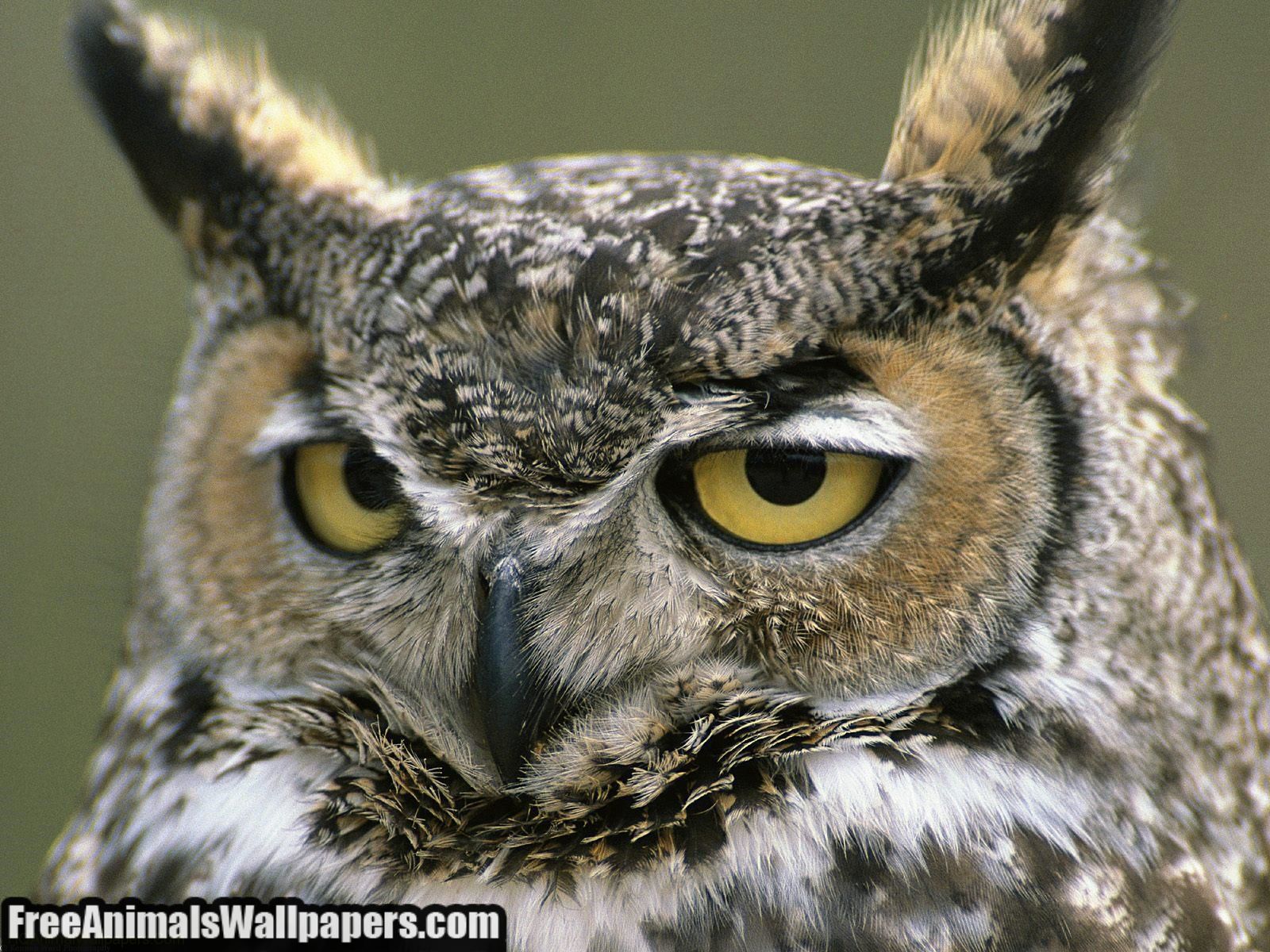 Owl   Owls Wallpaper 31450198