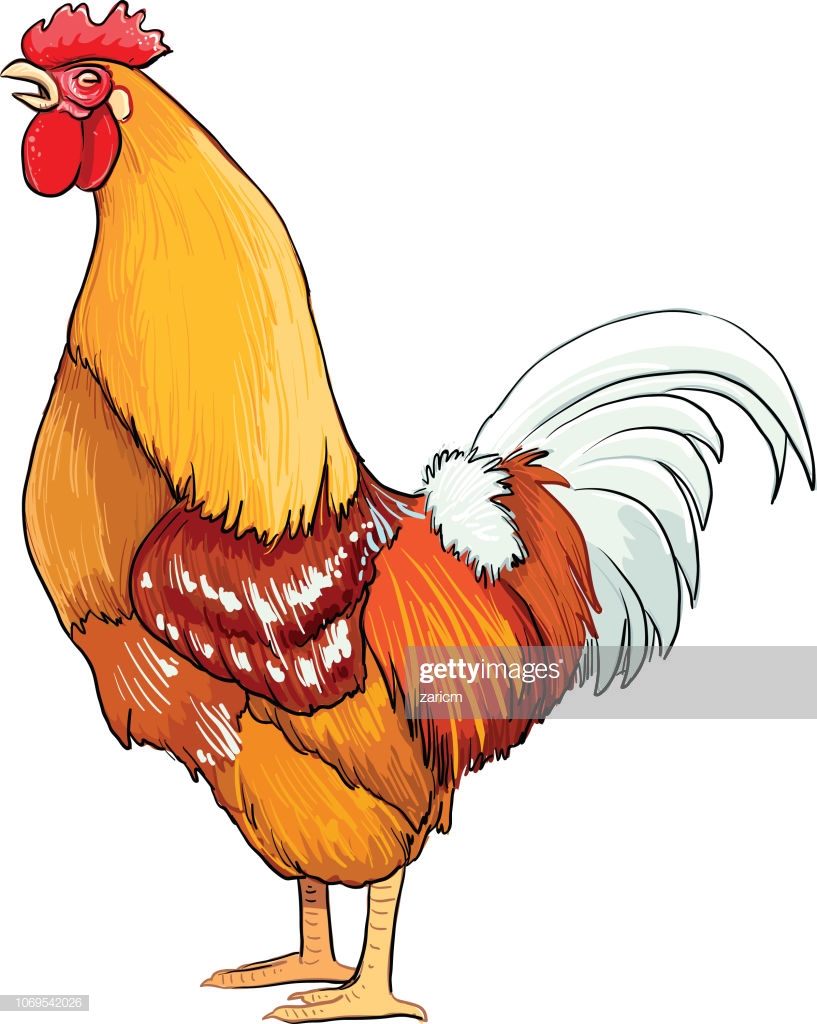 Colorful Rooster Poultry Farming Vector Illustration On A White