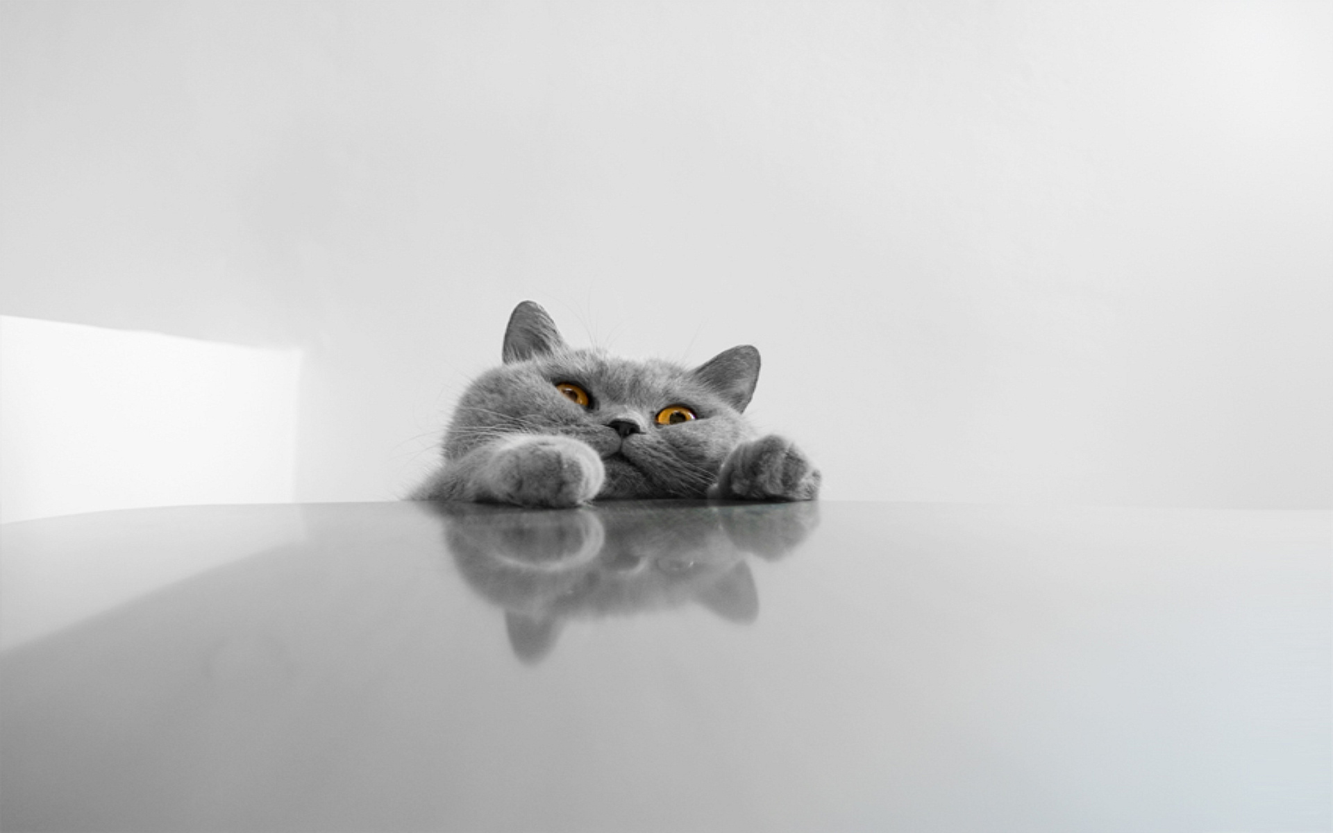 Cat Desktop Wallpaper