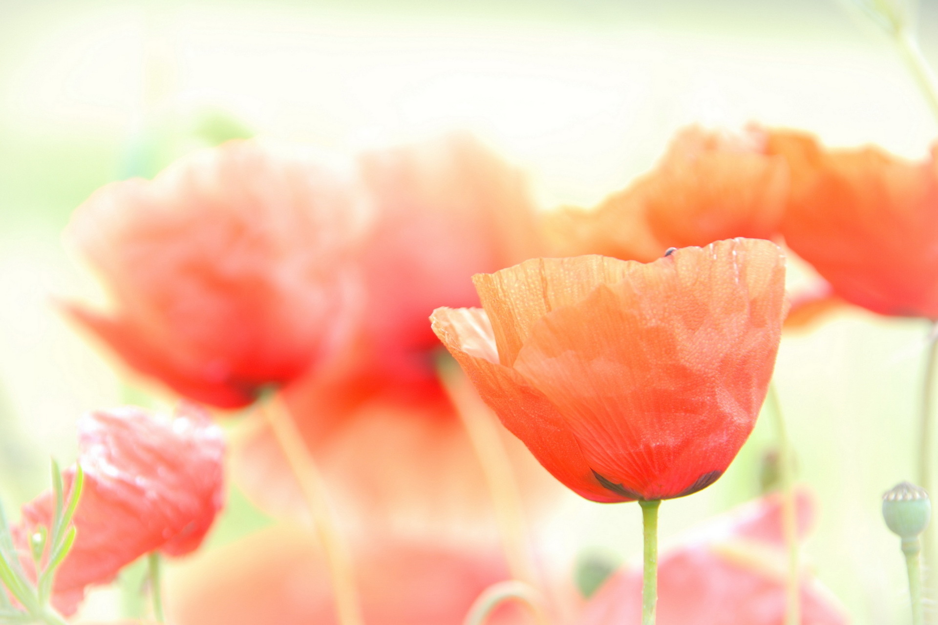 Poppies Desktop Wallpaper