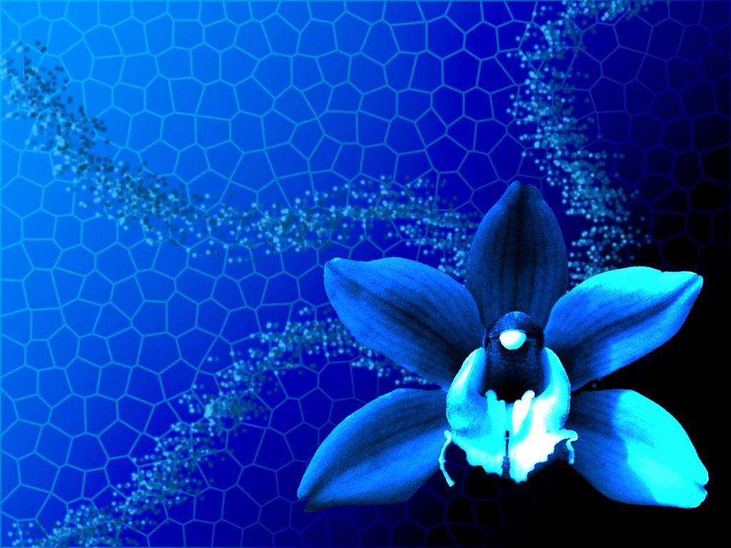 Awesome Blue Orchid Wallpaper Pink Flower