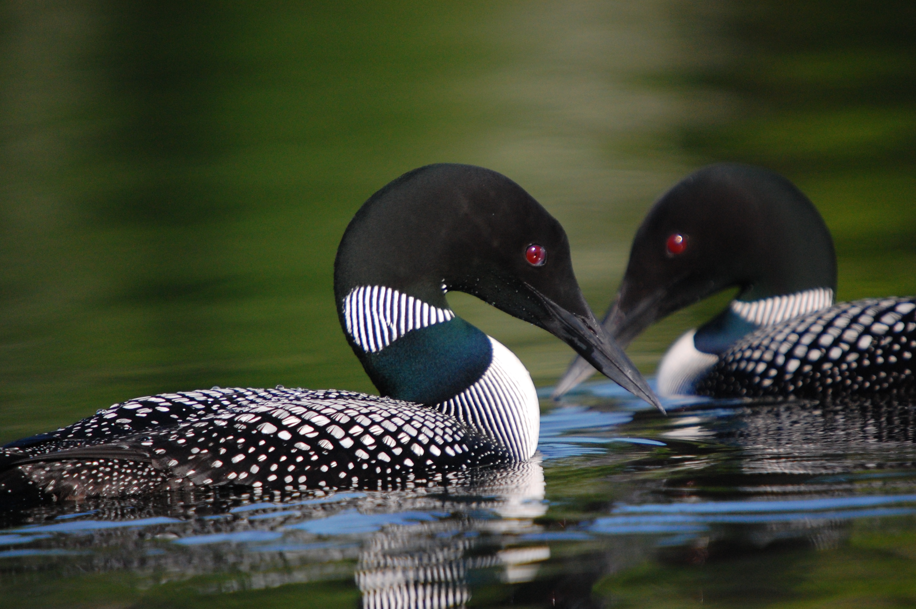 Loons On A Lake Wallpaper Photos Good Pix Gallery