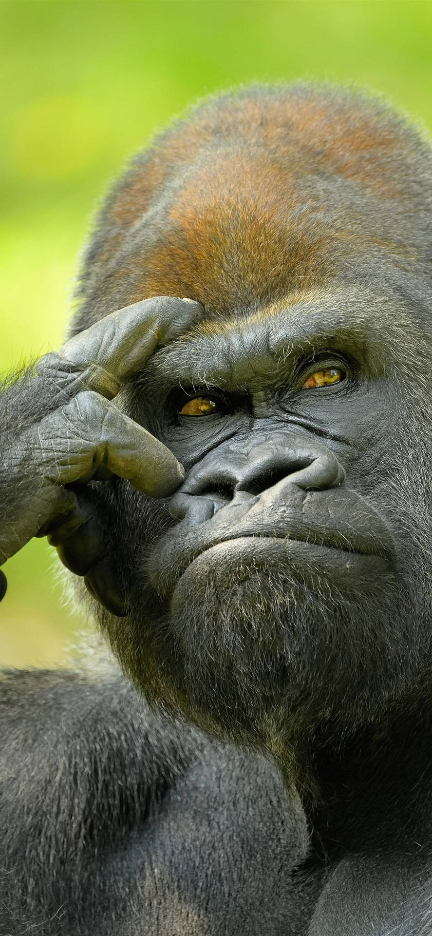 Thinking Gorilla iPhone Yr3pi9lzl1pfiyj1 Wallpaper