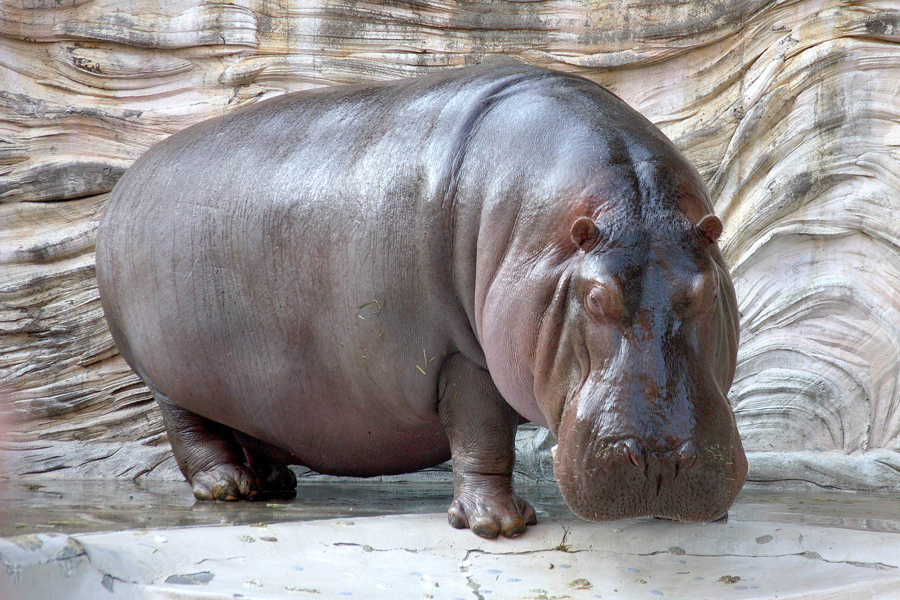 Hippopotamus Hippo Wallpaper