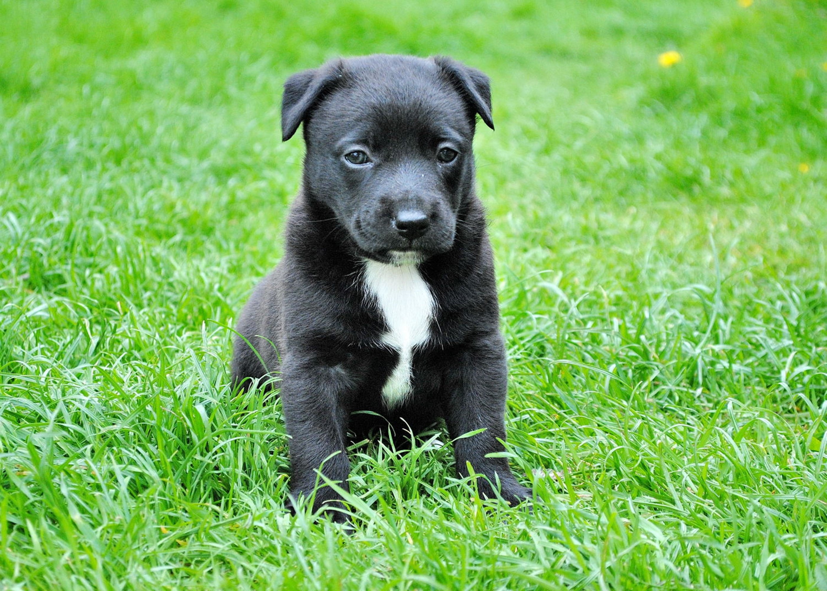 Black And White American Pit Bull Terrier Puppy HD Wallpaper