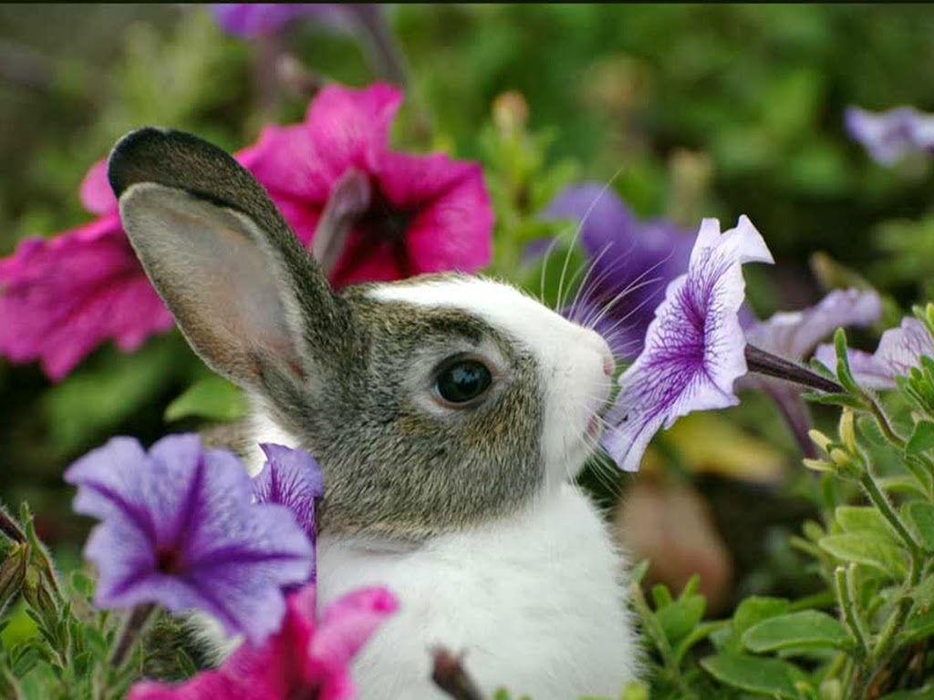 Beautiful Wallpaper For Your Puter Bunny And Flowers