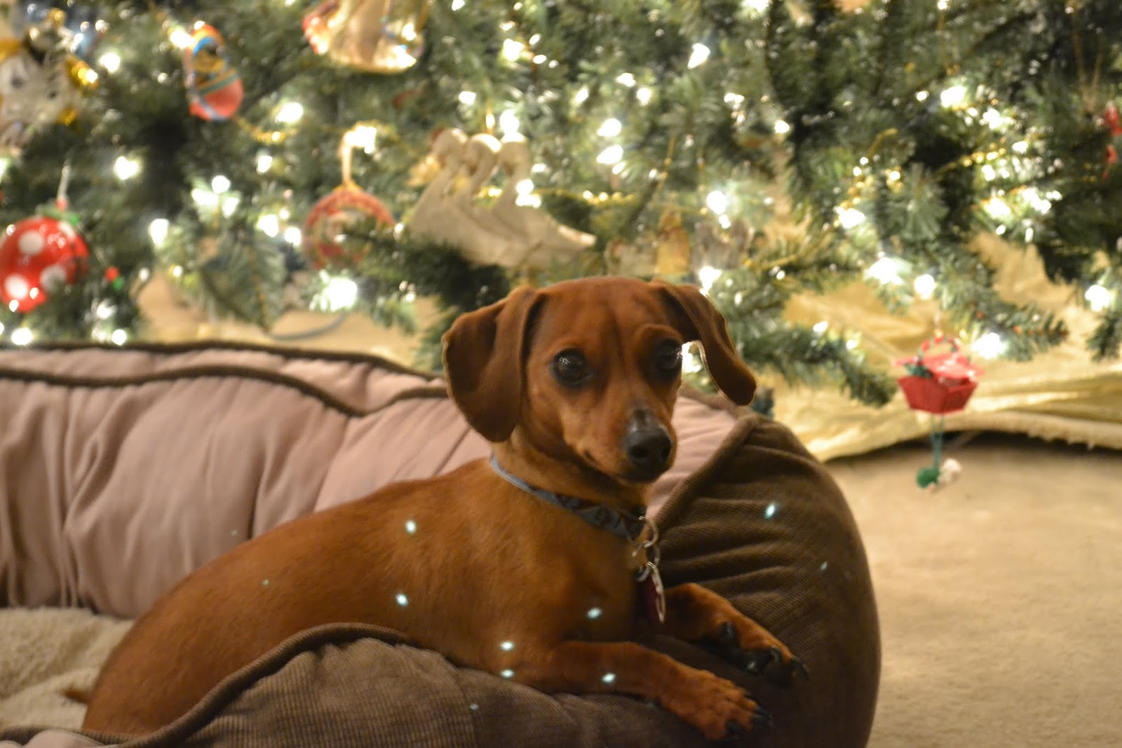 Dachshund At The Christmas Tree Photo And Wallpaper Beautiful