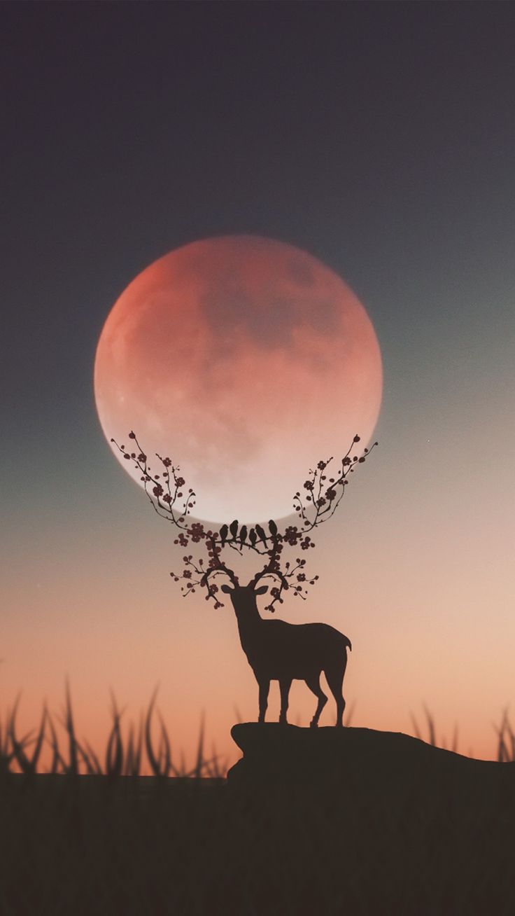 Pin by Dana Raasch on iPhone Deer wallpaper Nature wallpaper