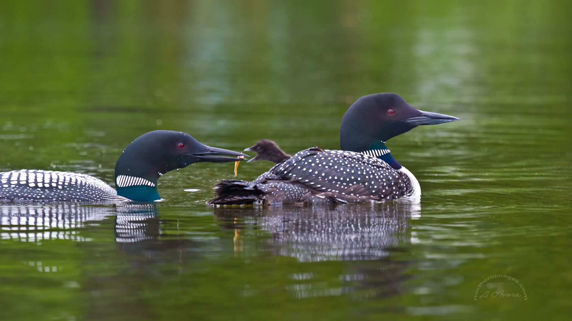 Great Northern Loon Wallpaper
