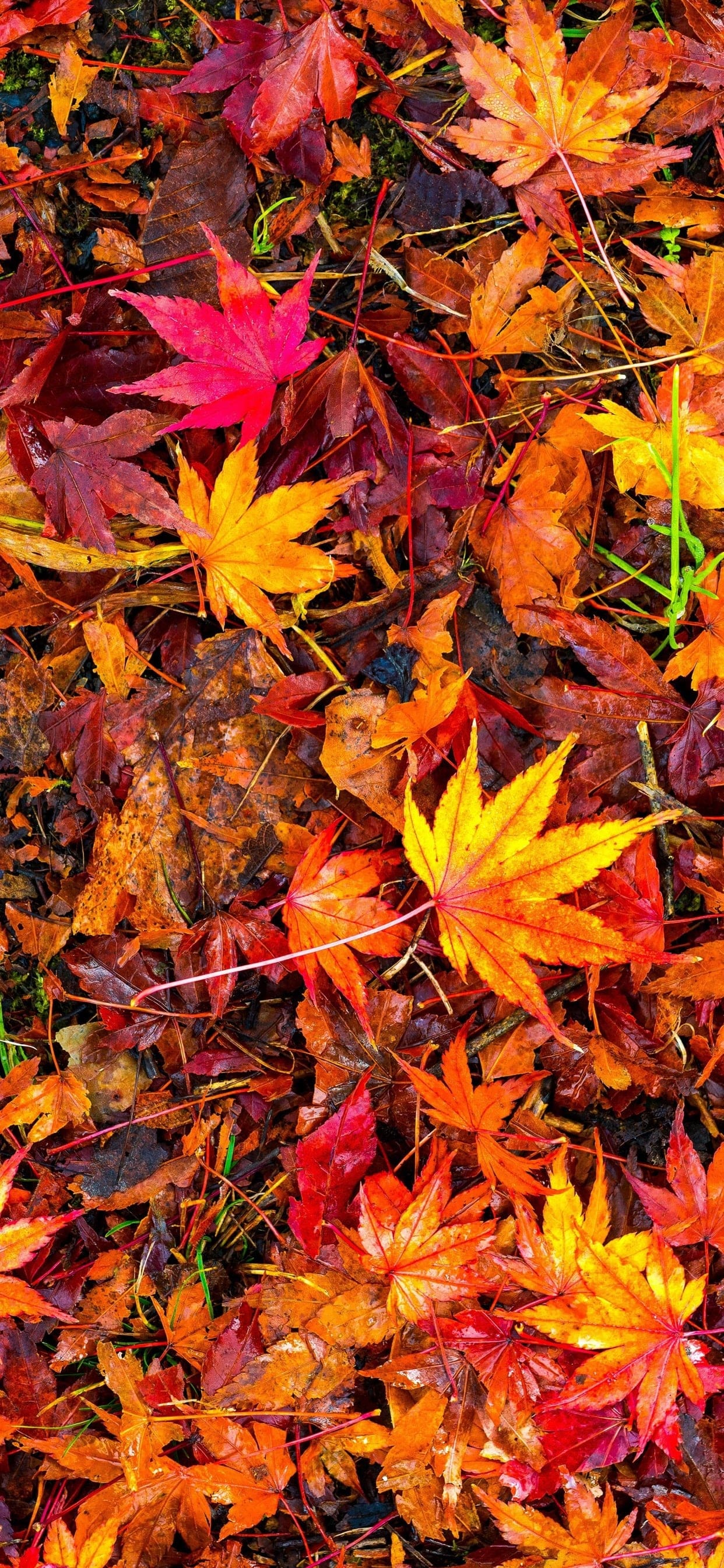 Fall Leaves Wallpaper