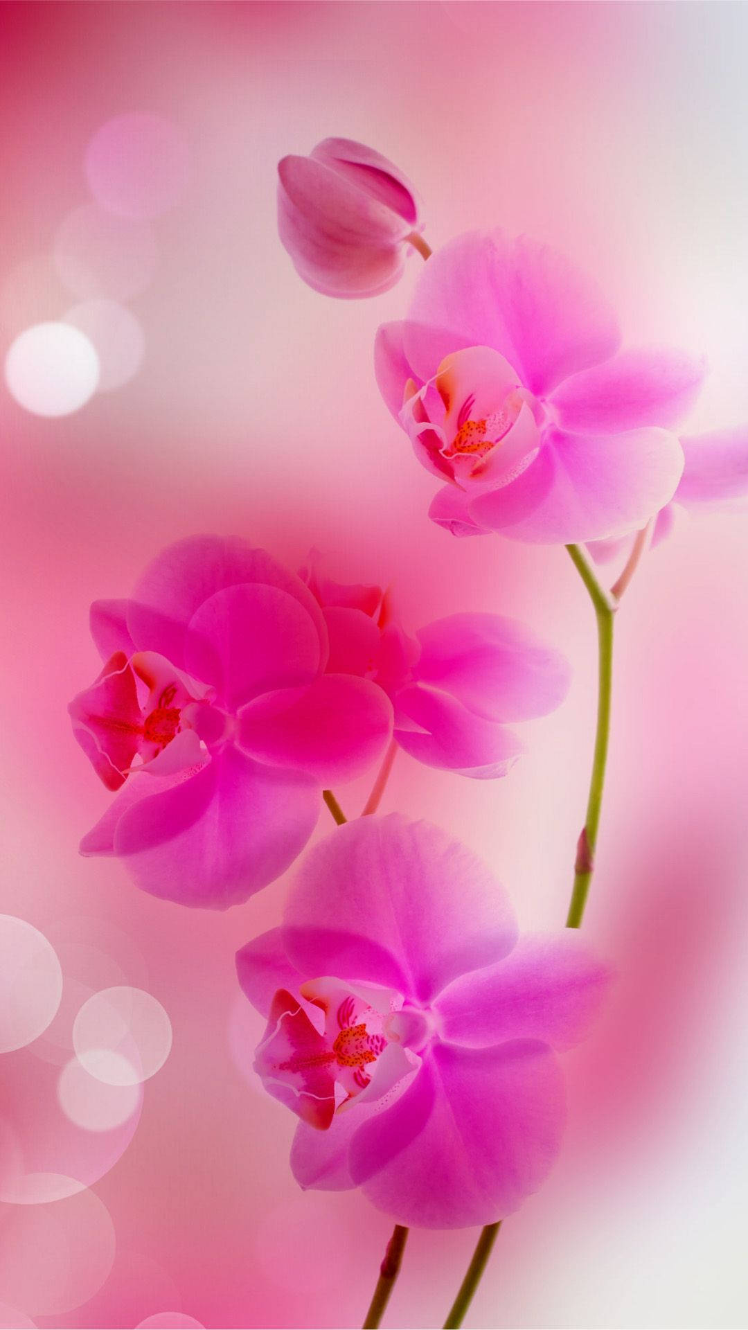 Pink Rose iPhone Wallpaper