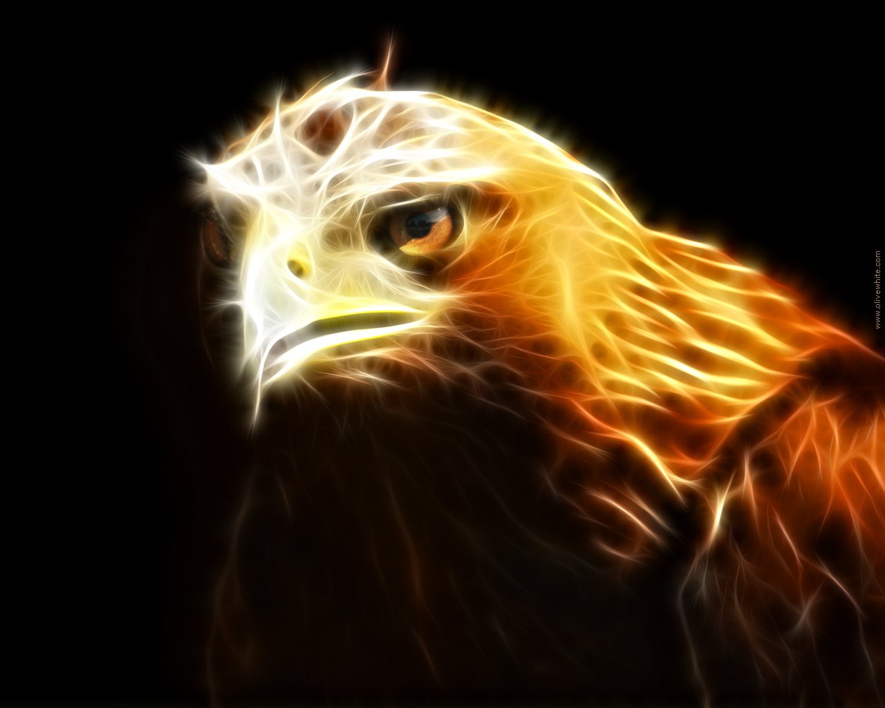 Hawk Wallpaper And Background Image Id
