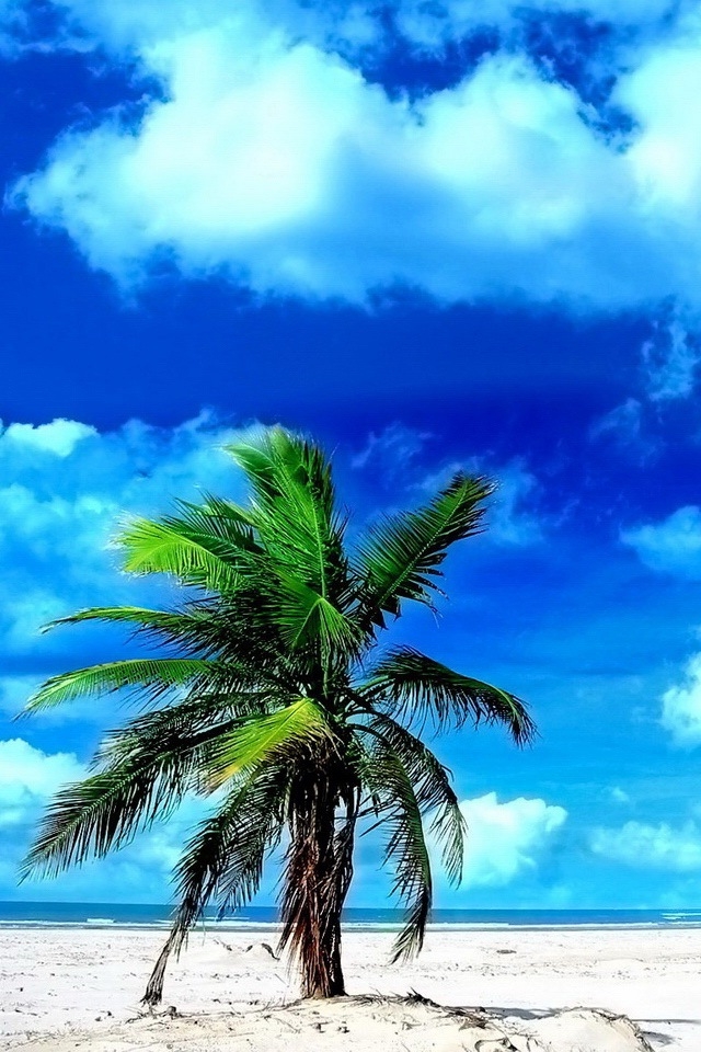 Palm Tree In Wind iPhone HD Wallpaper