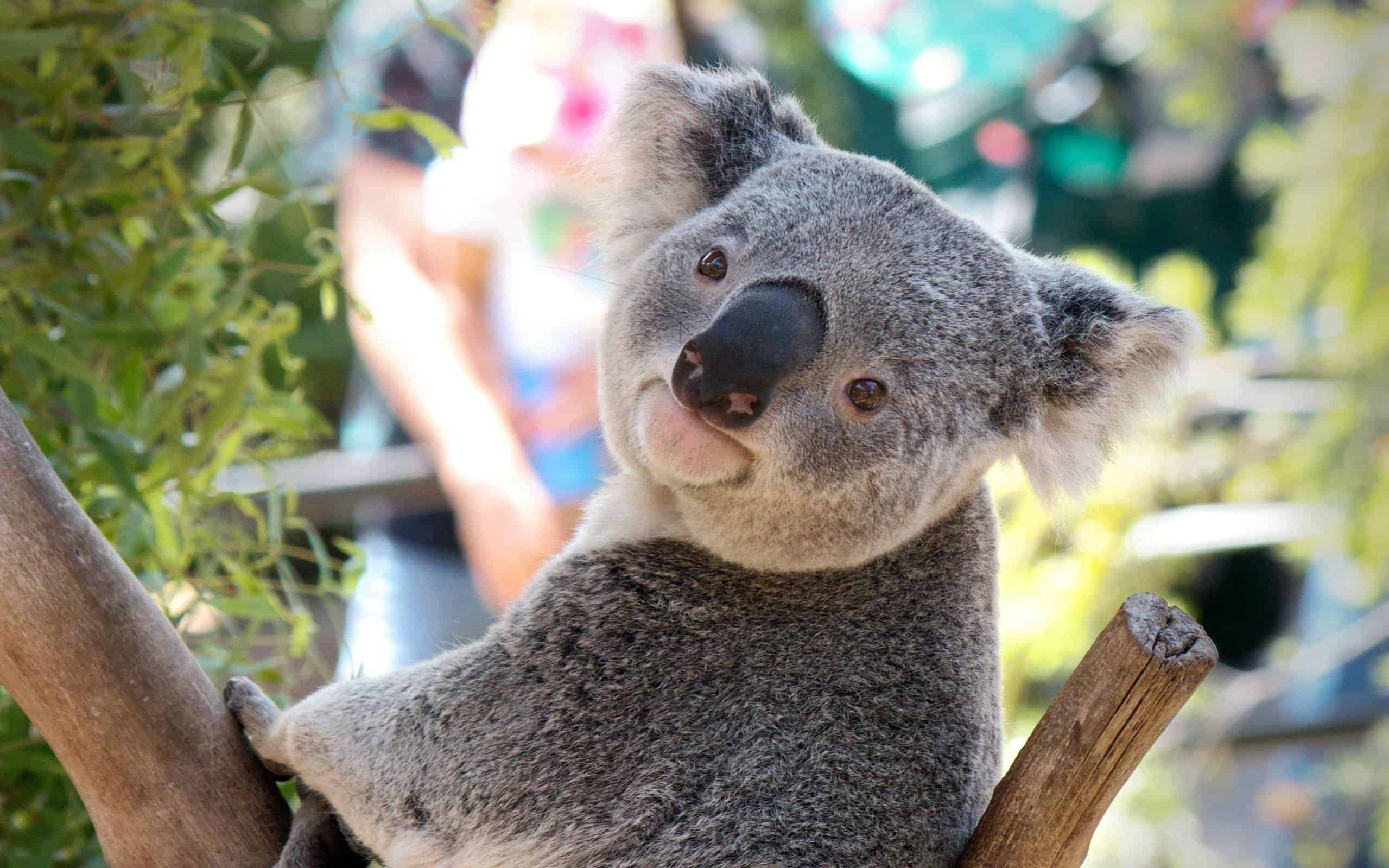An adorable koala with fluffy gray fur and big, curious eyes, clinging to tree branches
