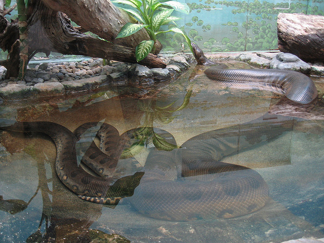 Wallpaper Anaconda Snake High Resolution Best Size HD